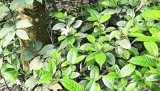 Silent beauty of my garden