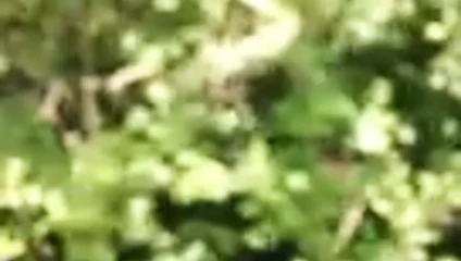 Petite Balade 1