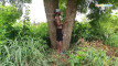 Pratinjau video
