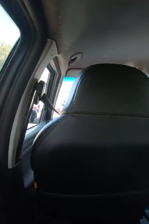 Risky Car Blowjob During Taxi Ride