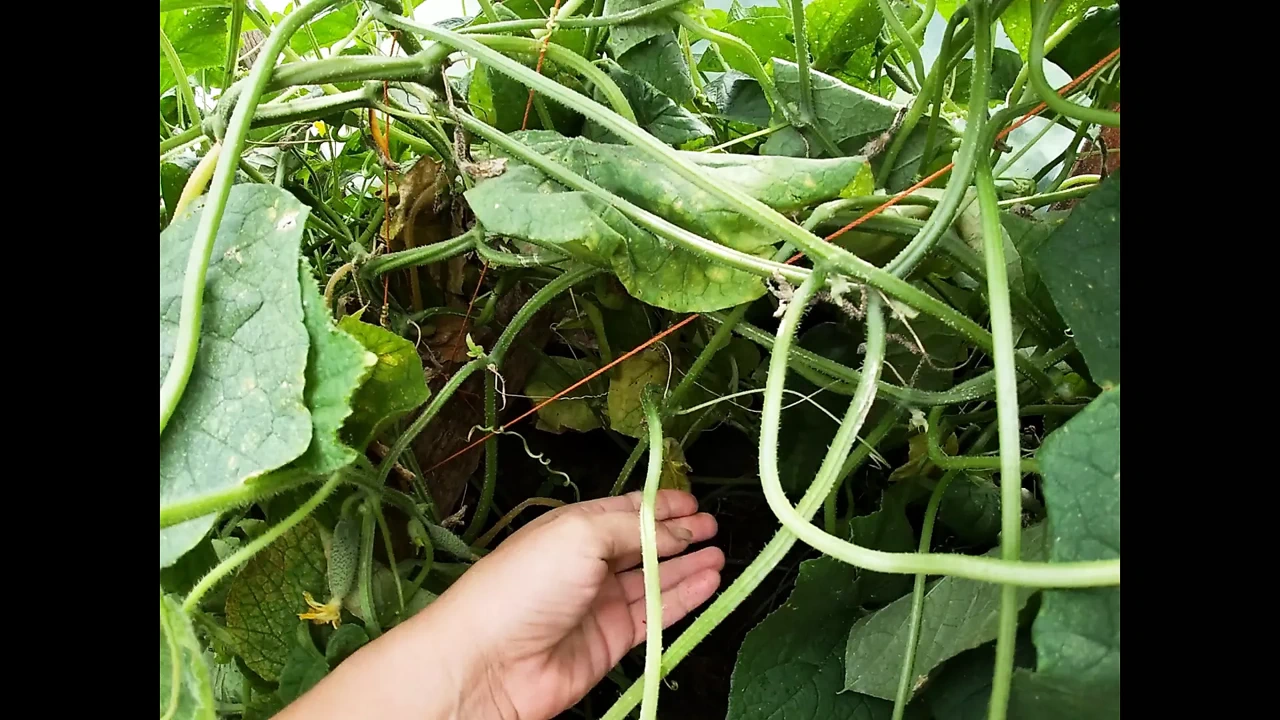 一个胖黄瓜撑开我毛茸茸的阴户