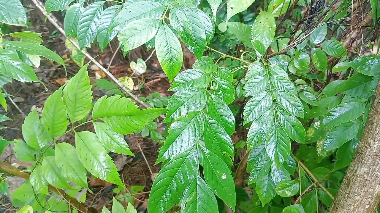 Jungla nepaleză Vloge Sali Vena sex video