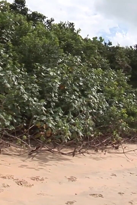 Exclusive video Bareback: Wild beach fuck together with hot gay boys