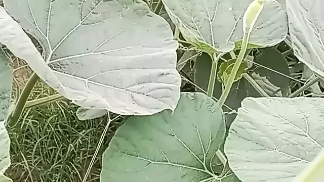 Студенческая любовь