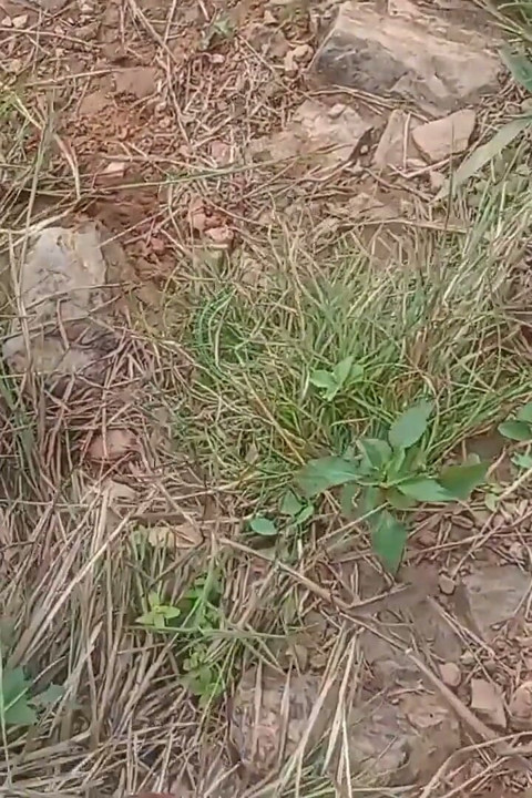 Nepali öppen utomhus Soltni doggy styal sex video