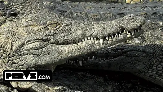 Jason si pemburu lebat lagi nyambuk spesimen semak belukar yang langka di rawa-rawa di florida