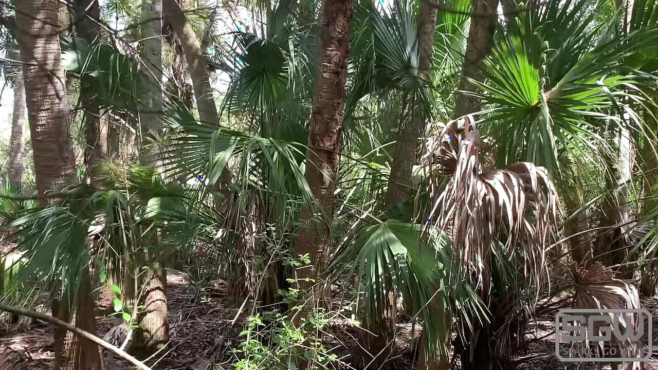 Hiking and Fucking at the Myakka River