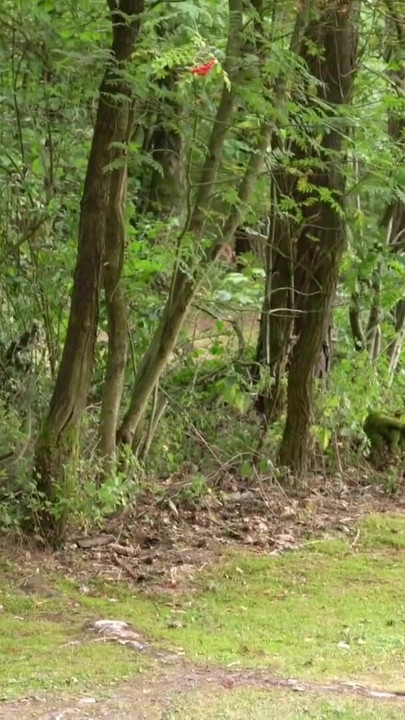Iconic moment from "GERMAN TEEN IN REAL OUTDOOR FAN FUCK WITH TWO BIG DICK USER"