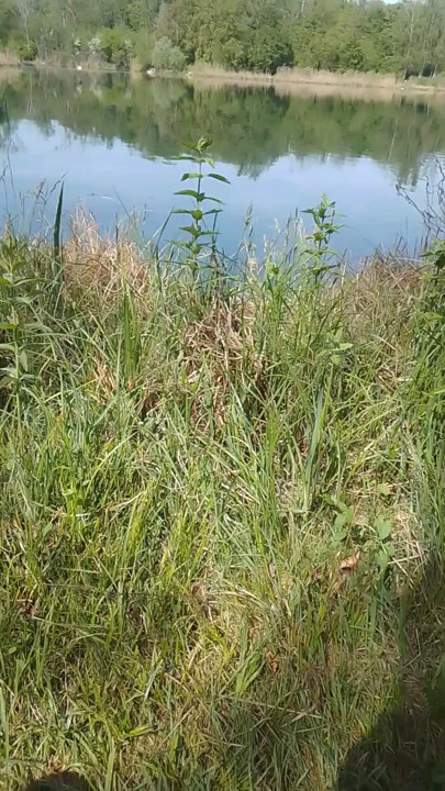 Small handjob at the naturist gravel pit