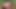 Virgin GIRL Pregnant outdoors and so virgin gets naked for a COCK in the Jungle