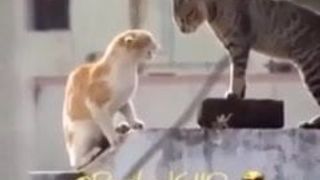 Pertarungan kucing