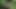 Forest sikme ile seçilmiş yukarı Alman