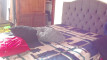Previzualizare clip video