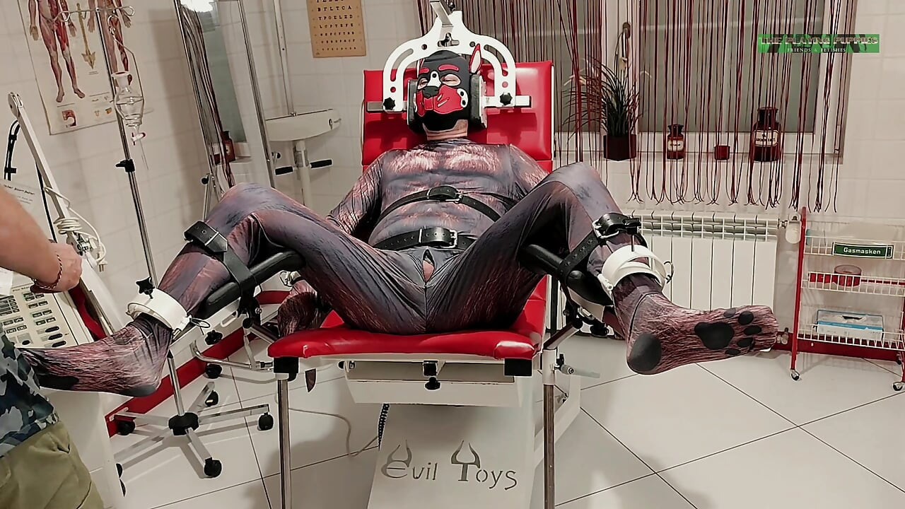 Playing Puppies the First Examination