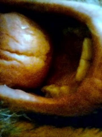 Kocalos - Mouth