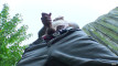 Pratonton Video