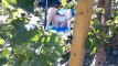 Pregled videozapisa