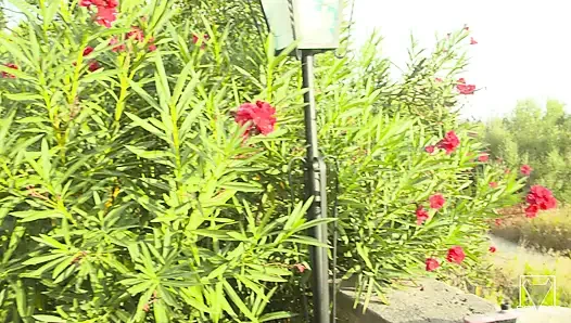 Писсинг и проглот от топ-девушки Lilli Vanilli