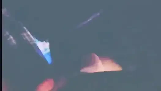 Сосущая душу качающаяся головка, часть 1