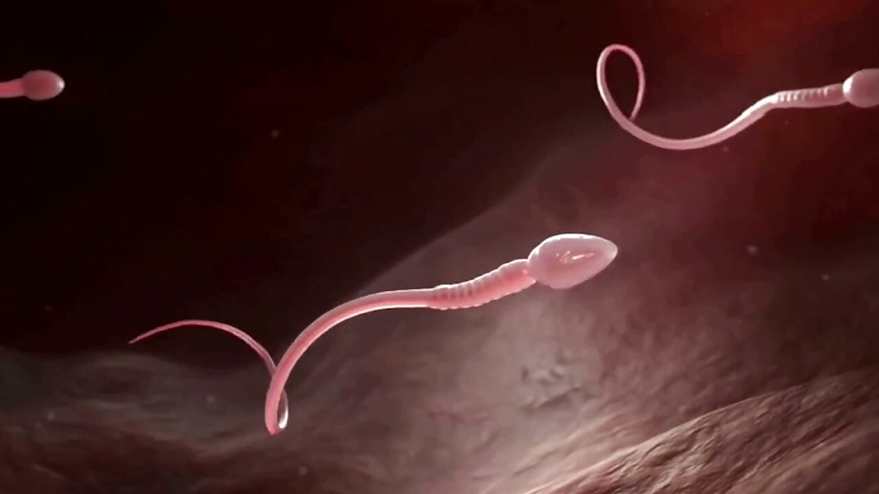 The Fertility Clinic - the Nun
