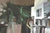 Pratinjau video