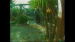 Pratinjau video