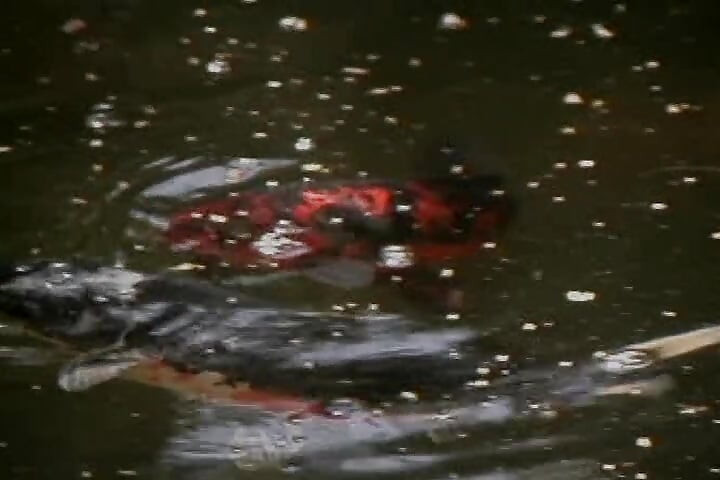 Pelacur pirang platinum berbagi mainan seks strapon di tepi kolam renang