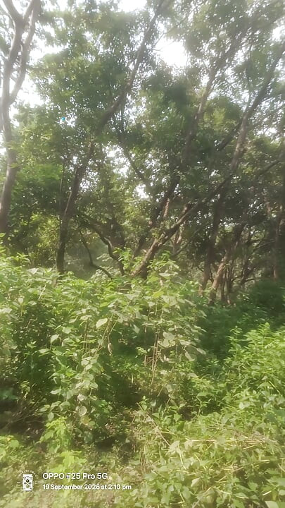 Sunita Rani ki chodae jangl me