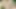 Chatting and playing with my dick in the woods
