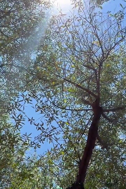 Touches in the Olive Grove