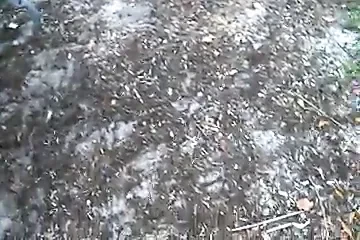 Not his sister sucks him outdoors into her mouth CIM