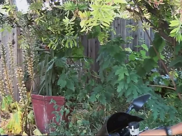 Long haired stud gets his tool blown by lusty ebony outdoors