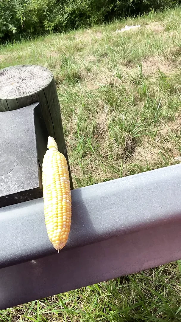 Corn Fucking