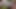 Sissy slut cocksucker golden shower slut