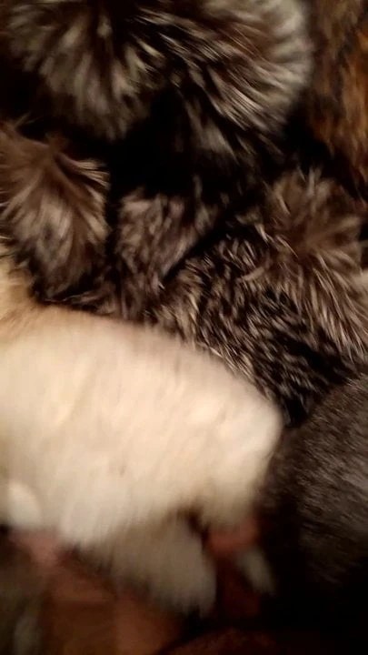 fur fetish