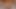 Bölüm 1:- Lanista Bear ve aksiyon adamı ile devizm!