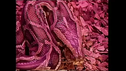 The White Venus in a Movie Full of Pussy and Big Dicks