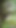 Captivating moment from "Desi bahu lifted her clothes in the outdoor jungle and put her finger in her pussy and showed her brother-in-law is yearning for sex by showing her brother-in-law my fat ass."