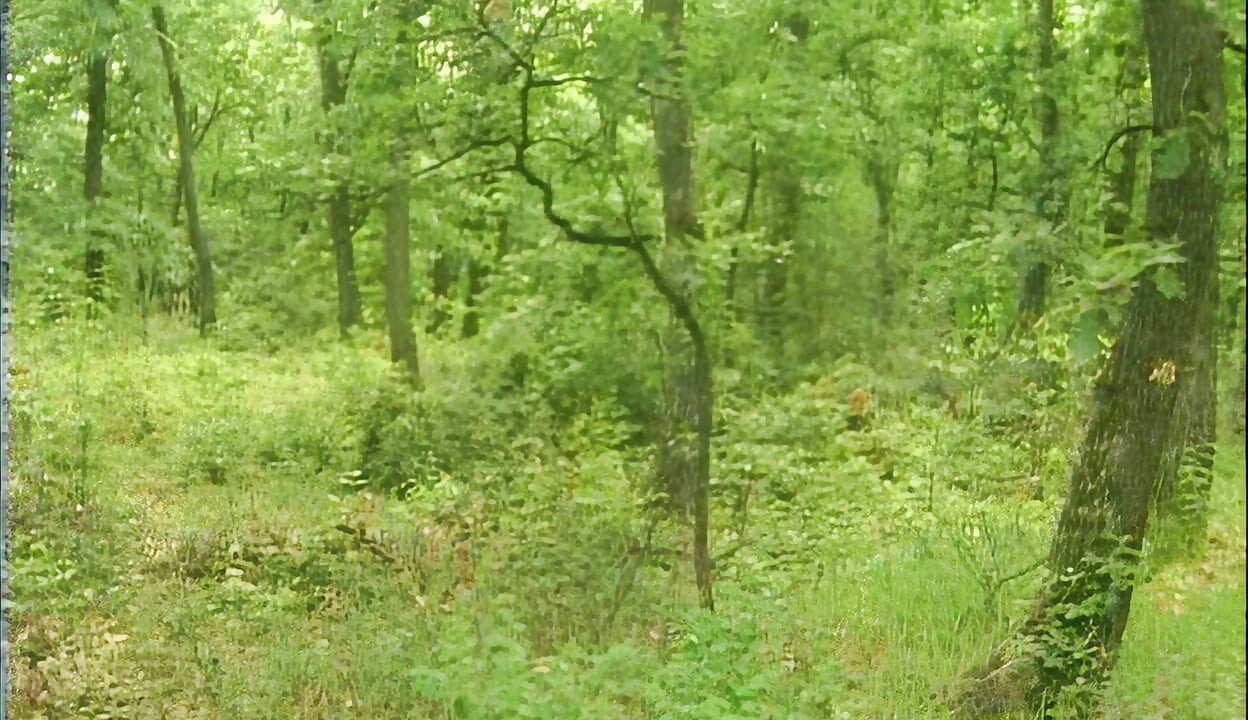 Rousse plantureuse suce une queue en profondeur dans un camp en forêt