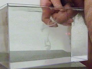 Spermă în apă, într-un recipient ca un acvariu mic - 05