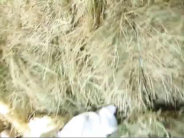 wife spitroasted in barn