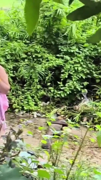 Stunning moment from "Jungle may mangal"
