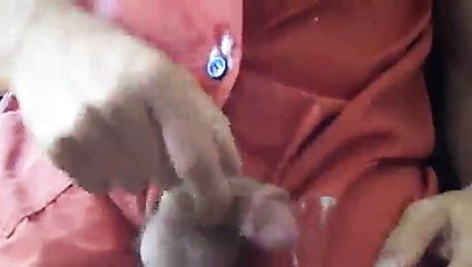 Ejaculation sur blouse nylon orange