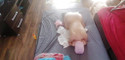 Pregled videozapisa