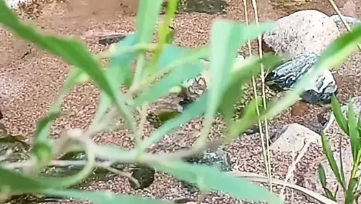 Istri dewasa yang cantik dan anal luar ruangan yang indah di sungai