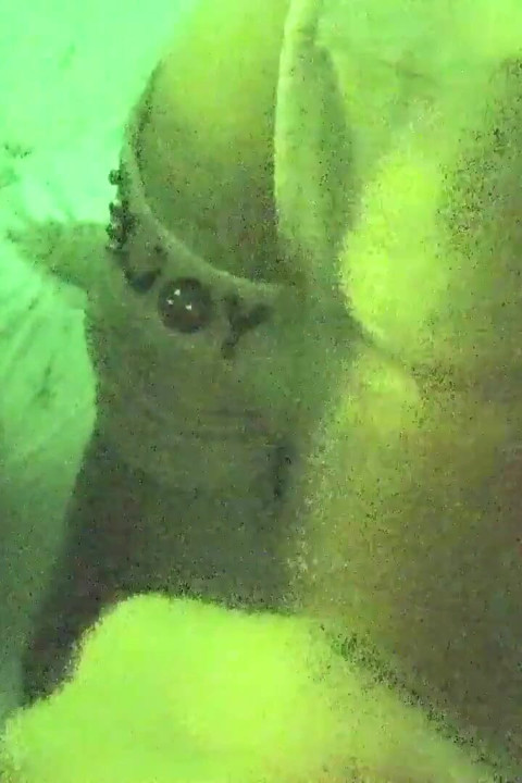 Stepdaughter on her first night with her stepfather took his cock in her mouth