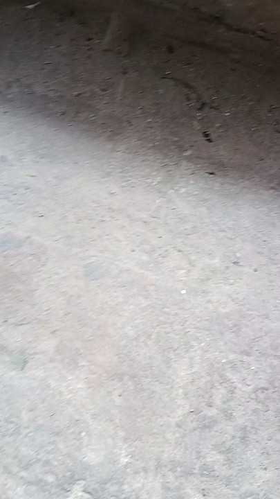 हजार जक कक्का चीड़ जसम