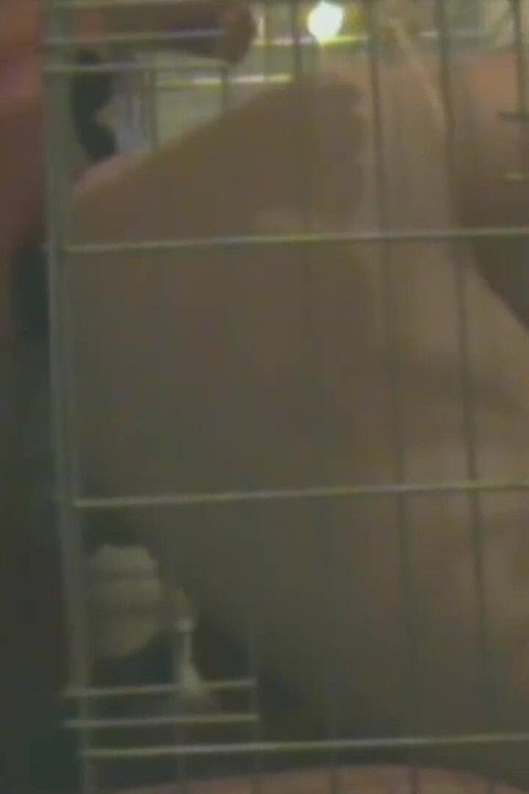 Escravo na gaiola é usado analmente