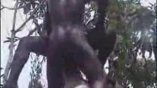 Africana amateur folla en el árbol