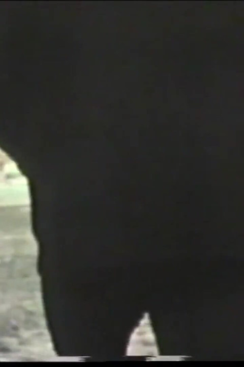 Disgusting Wild Fucking